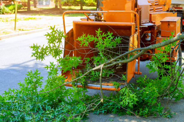 Best Tree Removal  in North Ballston Spa, NY